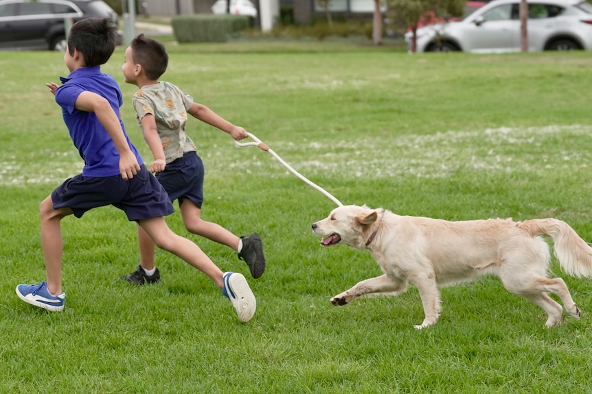Two young boys sprinting in a park with a golden retriever dog running after them