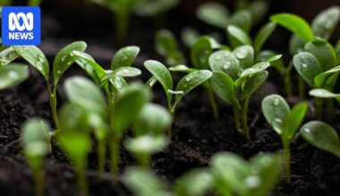 Seeds can 'hear' the sound of rain, new study suggests