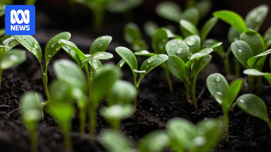 Seeds can 'hear' the sound of rain, new study suggests