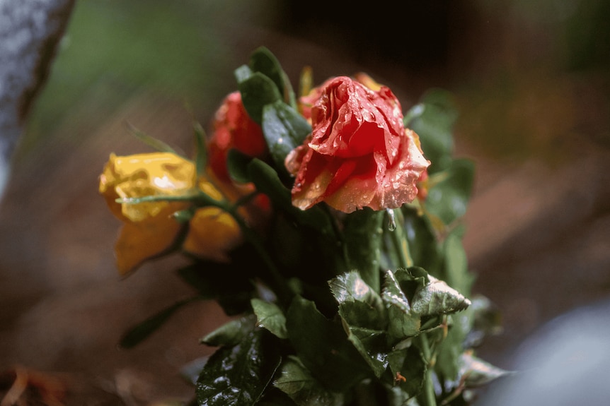 A bunch of orange and yellow flowers wet and slightly wilted. Raindrops can be seen on the petals