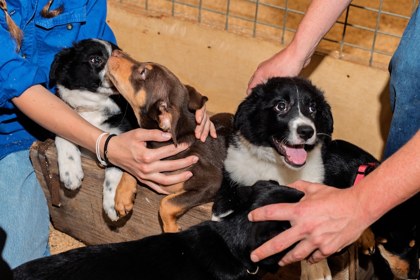 Three puppies playing and getting pats.