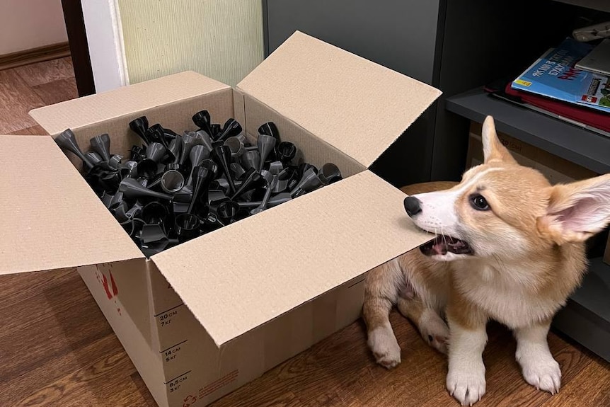 A dog bites a box with 3D printed military equipment
