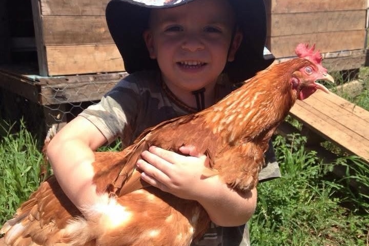 A little biy holds a chicken  in his arms.