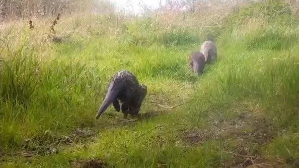 Three otters, moving on grass in a nature reserve. They are all walking away from the camera. There are sticks on the ground and a patch of light. 