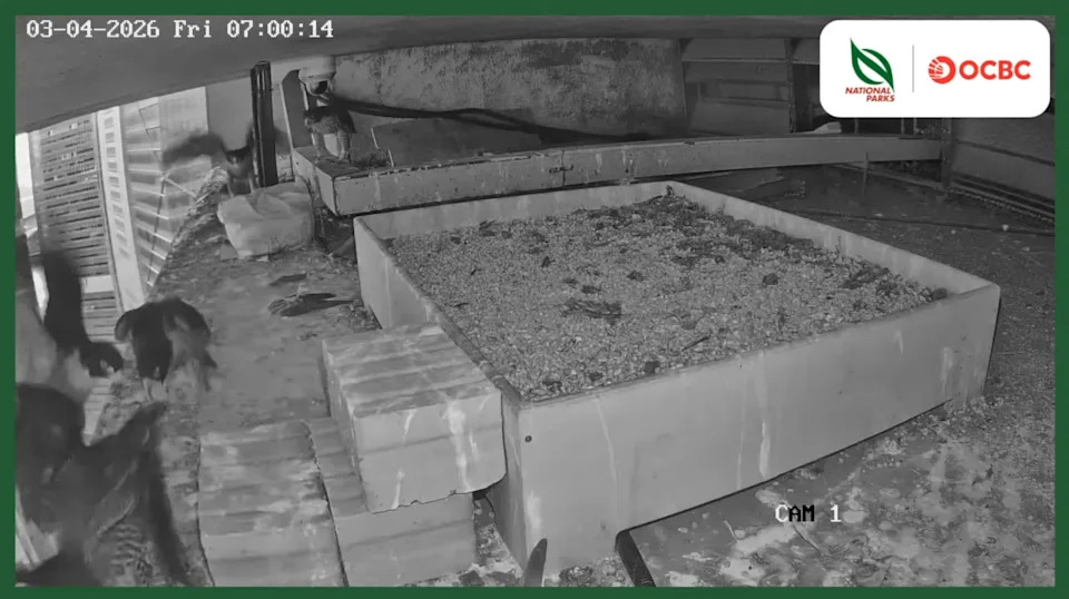 At about 6.58am, the four chicks can be seen flapping their wings as they hop across the edge of their nesting area.