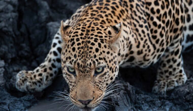 This Leopard’s Fearless River Crossing Proves Not All Cats Hate Water