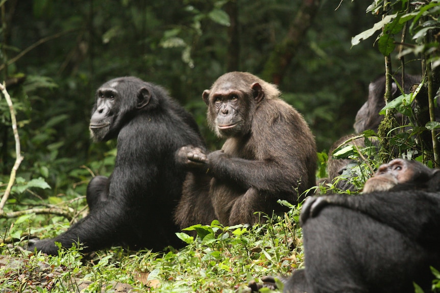 two chimpanzees sitting together 
