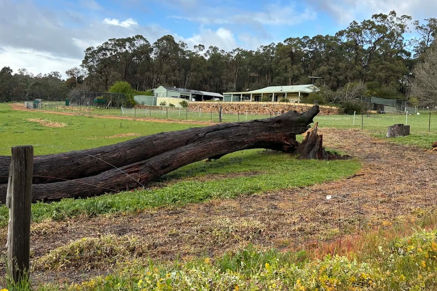 A tree fallen over a paddock.