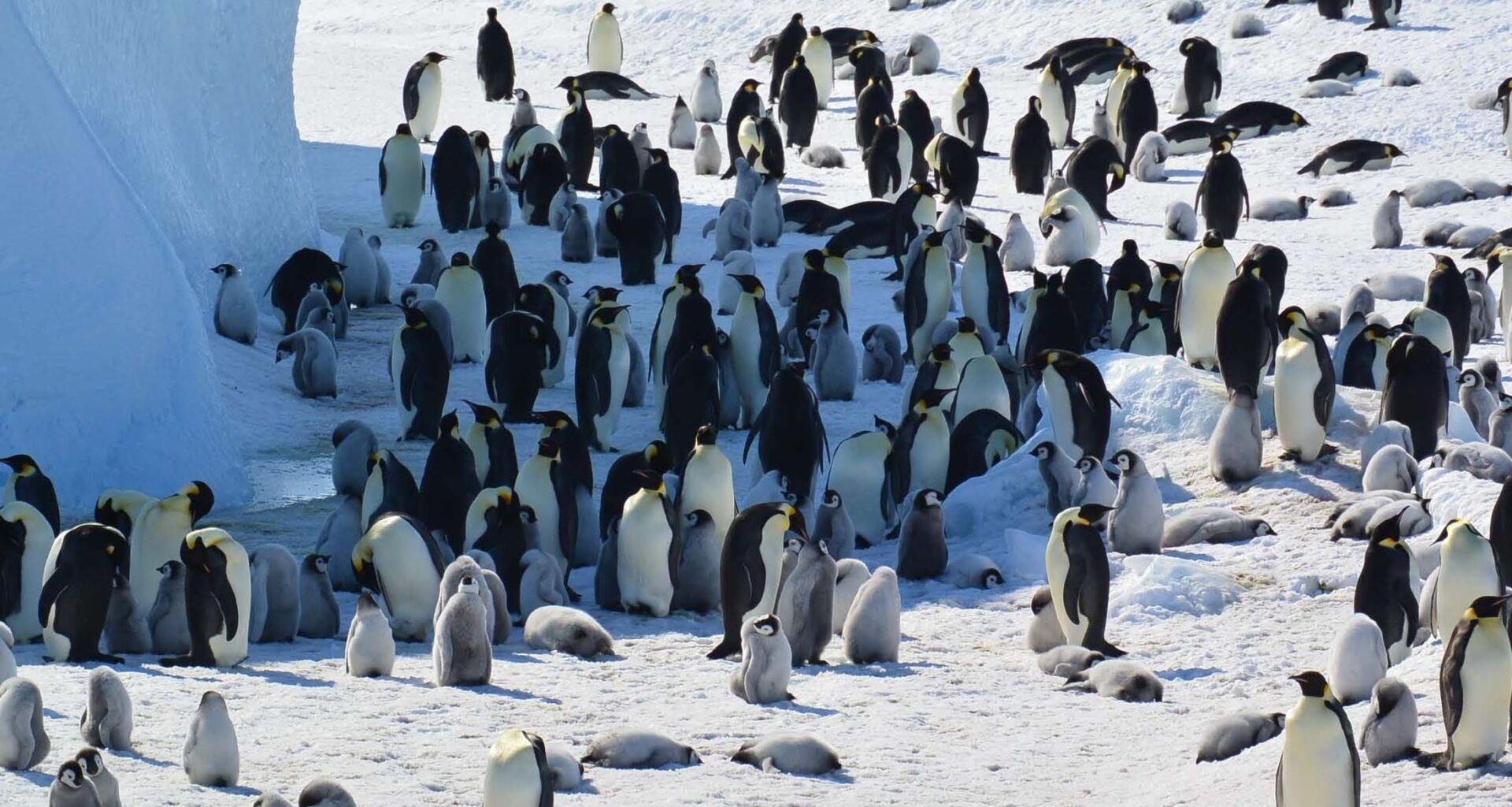Emperor penguins