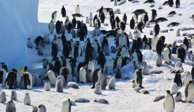 Emperor penguins