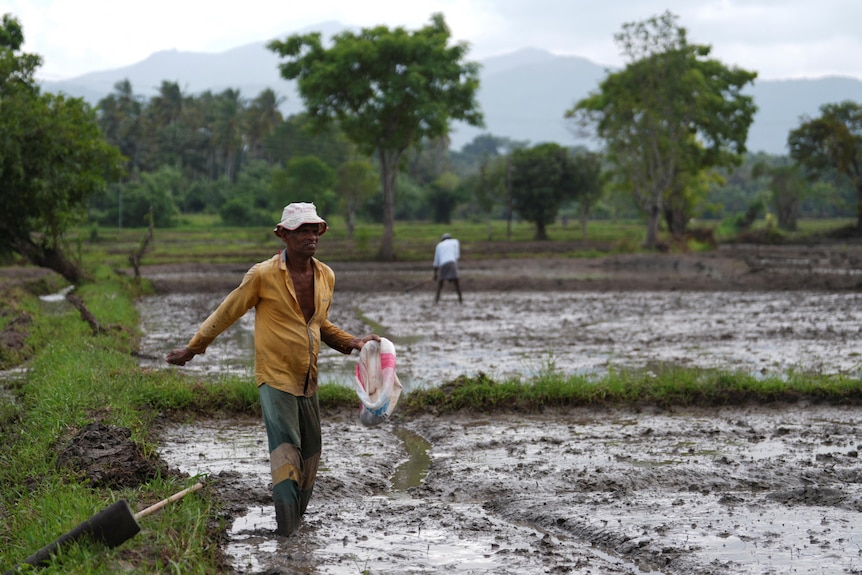 a farmer applies fertiliser by hand to his rice crop in sri lanka