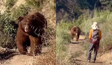 Terrifying moment huge bear charges hiker on Los Angeles trail - after he makes insane move