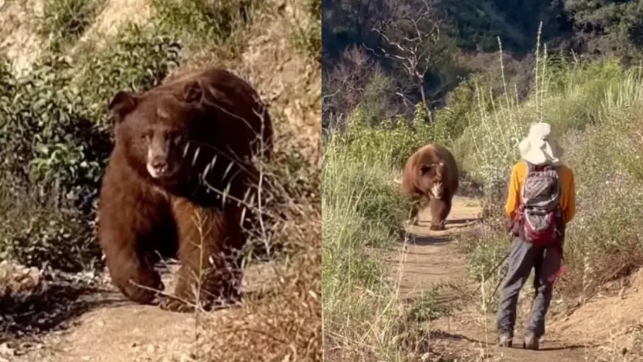 Terrifying moment huge bear charges hiker on Los Angeles trail - after he makes insane move