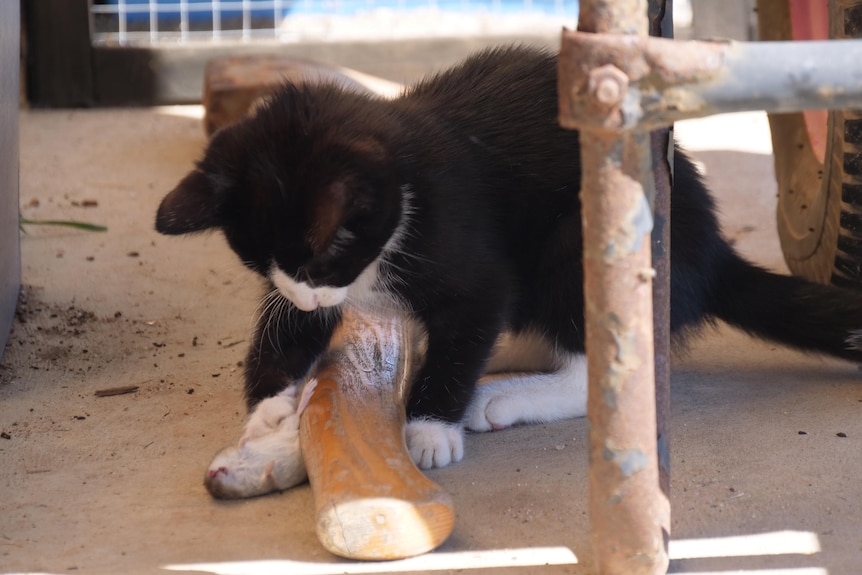 a black and white kitten touching a mouse with his paw