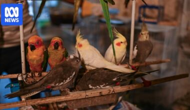 Illegal and legal wildlife trade fuelling animal-to-human disease transmission, report finds