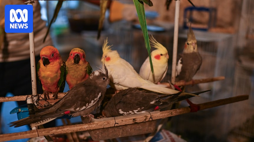 Illegal and legal wildlife trade fuelling animal-to-human disease transmission, report finds