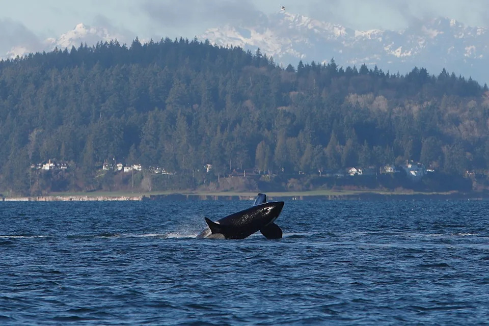 An orca whale breaches the surface of the water off Seattle on Friday, Jan. 16, 2026Credit: AP Photo/Manuel Valdes