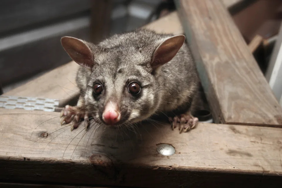 A brushtail possum in the roof of a home.