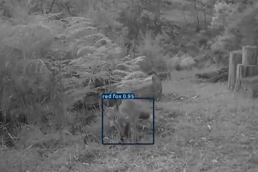 A mostly black and white image except for a blue square frame around a fox in bushland and the words "red fox".