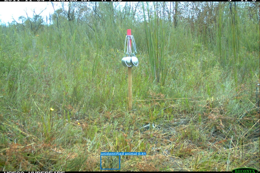 An image from the same camera two seconds later when the AI tool identified a bird was in the shot.