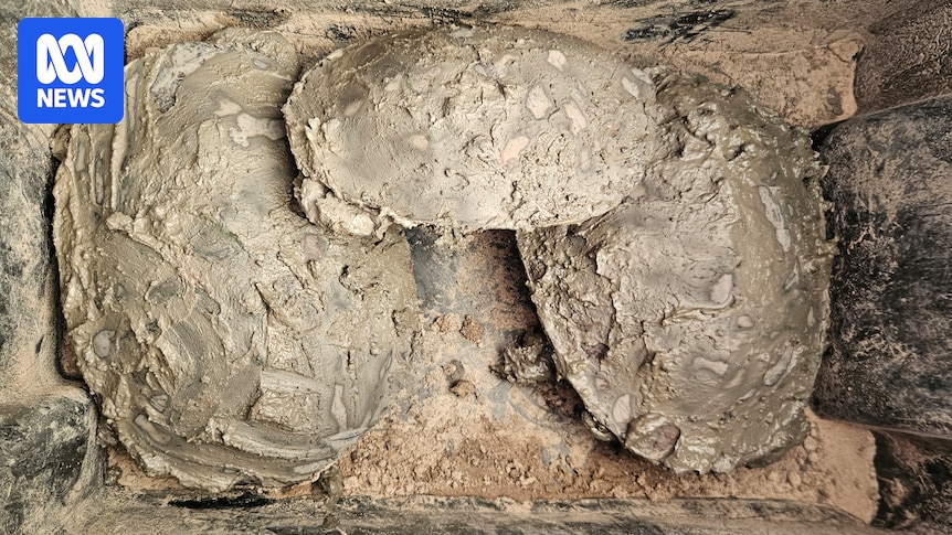 Turtles 'awaiting their fate' buried under mud at NSW wetlands after inflows halted