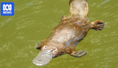 Scientists push to have platypus listed as 'vulnerable' on conservation register