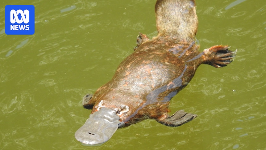 Scientists push to have platypus listed as 'vulnerable' on conservation register
