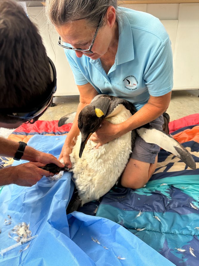 Lori-Ann Shibish with king penguin in care at Esperance Wildlife Hospital.