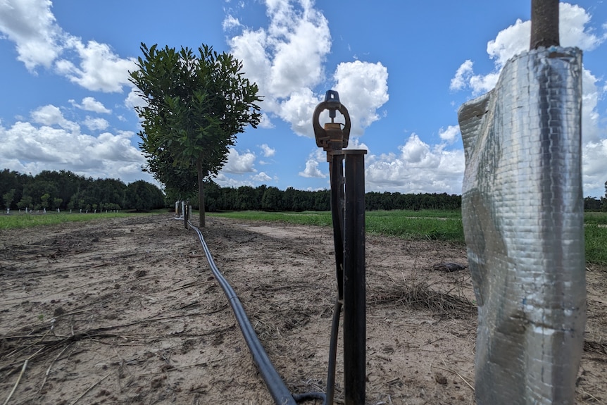 A drip line running to a tree in a paddock