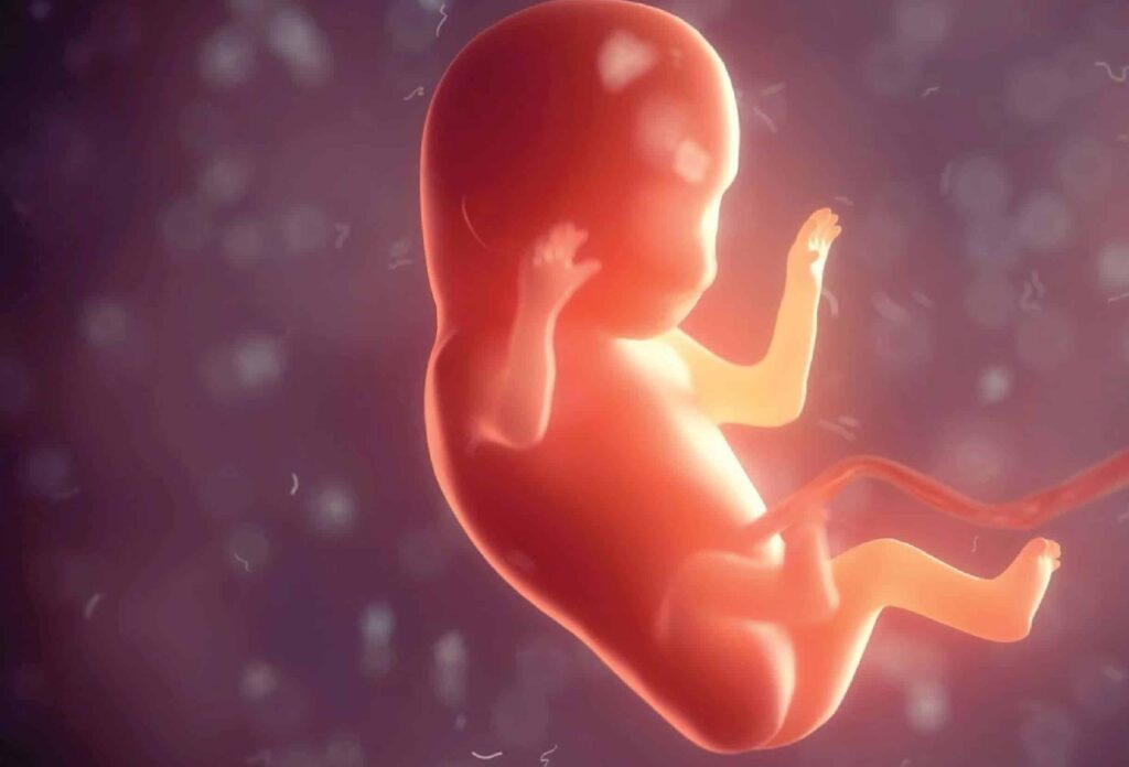 Developing fetus in the womb during early pregnancy.