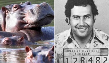 Colombia plans to euthanise Pablo Escobar’s famous ‘cocaine hippos’
