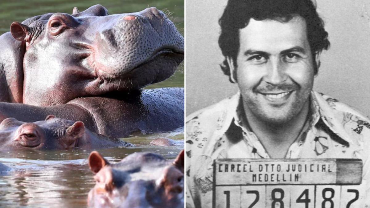 Colombia plans to euthanise Pablo Escobar’s famous ‘cocaine hippos’