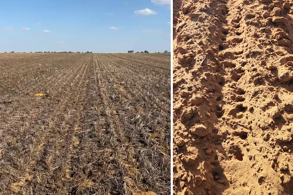 Left: A wideshot of a field in WA. Right: Close up of mouse holes.