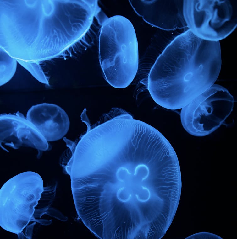 Moon jellyfish, translucent jellyfish warm in seawater at night