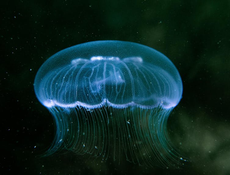 Moon jellyfish close up in water, beautiful translucent jellyfish.