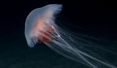 Spotted a jellyfish bloom recently? Here’s what may have triggered it