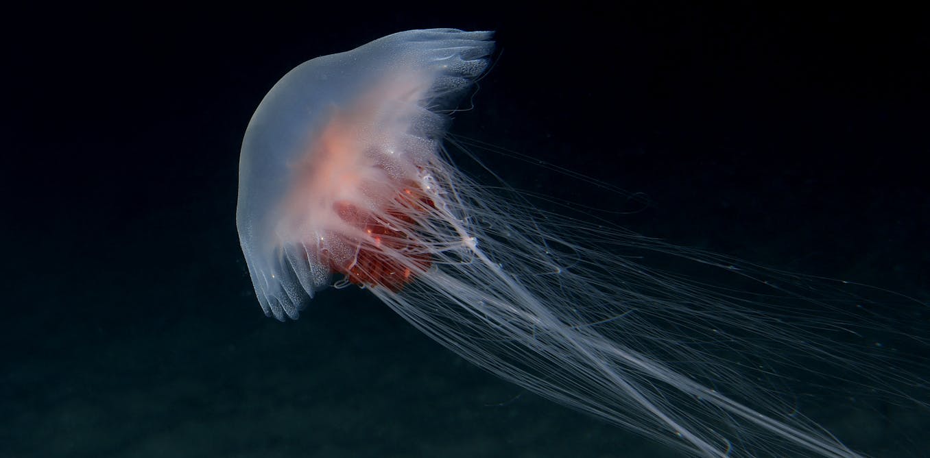 Spotted a jellyfish bloom recently? Here’s what may have triggered it
