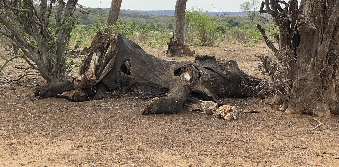 fossil find in Tanzania shows oldest signs of butchering these giant mammals