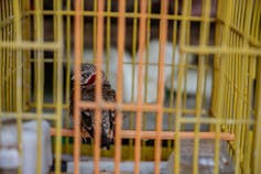 A songbird trapped in a small cage