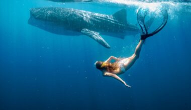 New Stan film Whale Shark Jack is a kid-focused tribute to WA’s awe-inspiring coastline