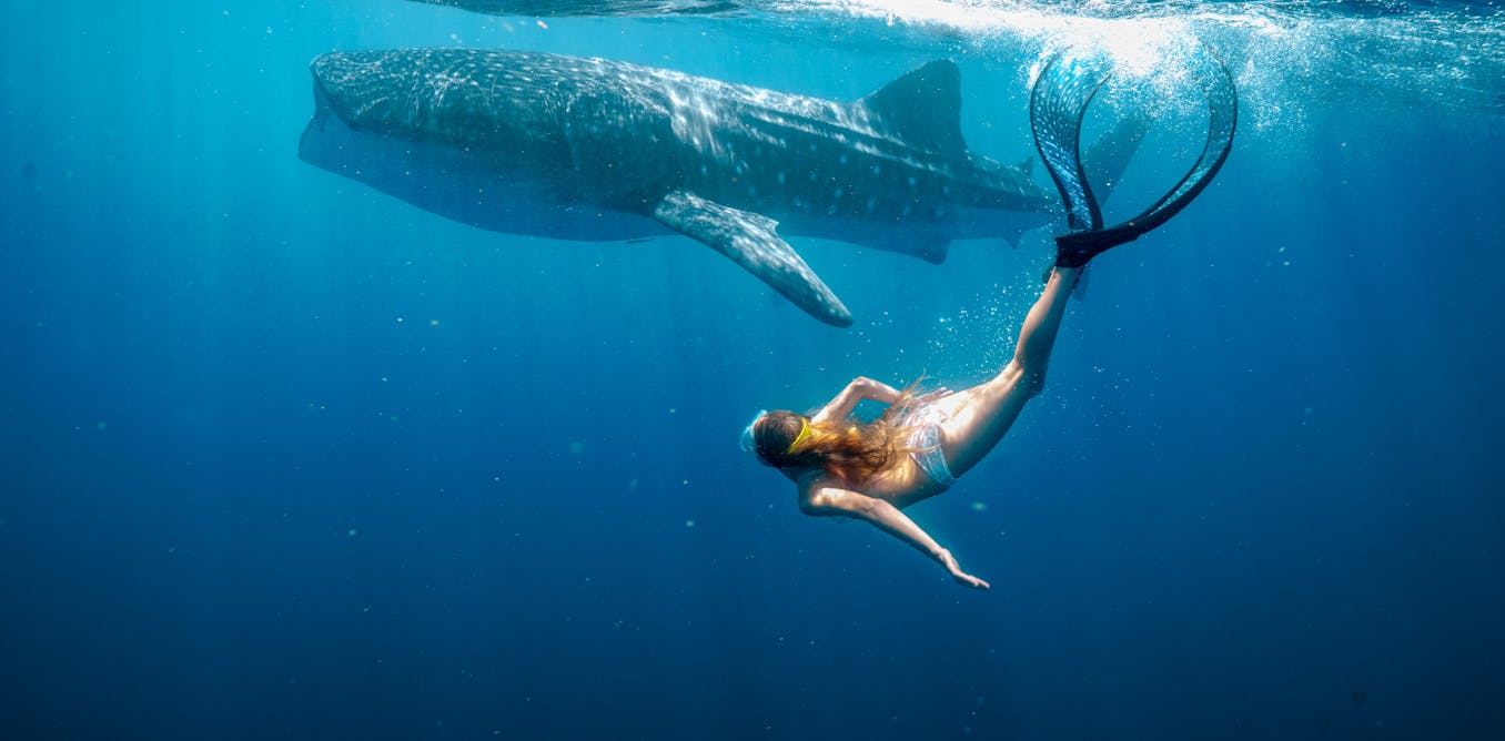 New Stan film Whale Shark Jack is a kid-focused tribute to WA’s awe-inspiring coastline