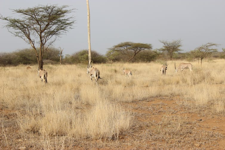 A group of oryx, a type of antelope, on a dry landscape.