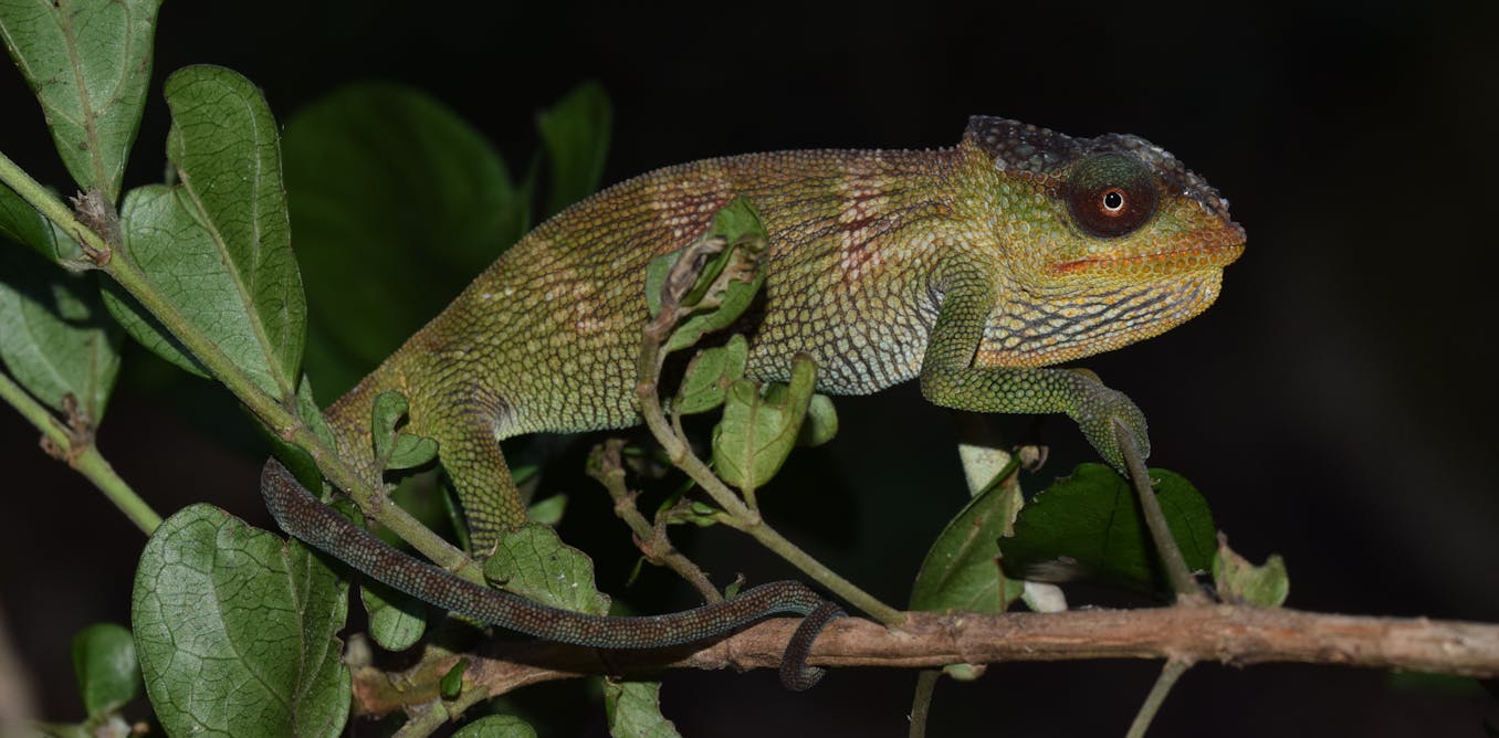 Mozambique ‘sky island’ expeditions found 4 new species of chameleon – already at risk from forest loss