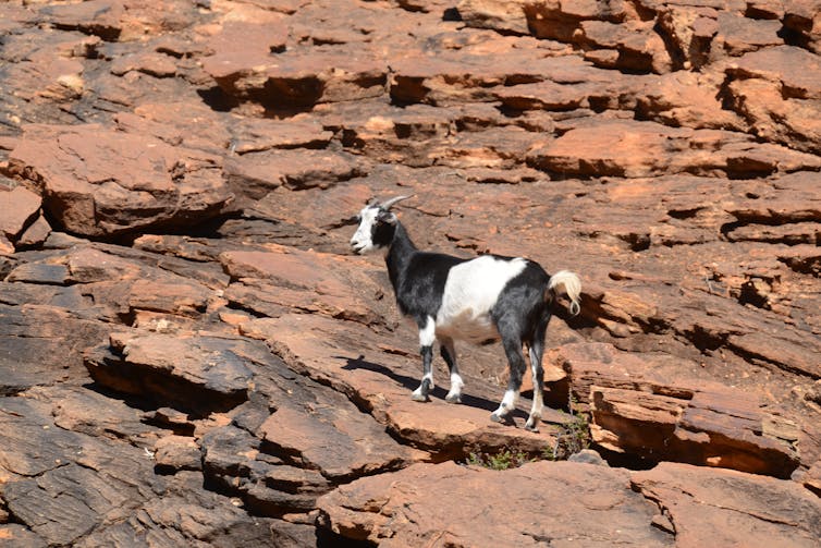 A black and white goat stands on a rocky hillside.