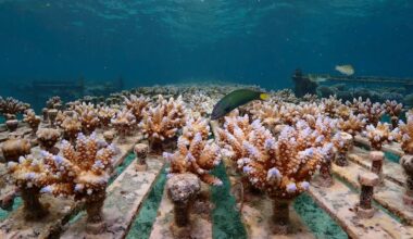 How accelerating evolution could help corals survive future heatwaves – new study