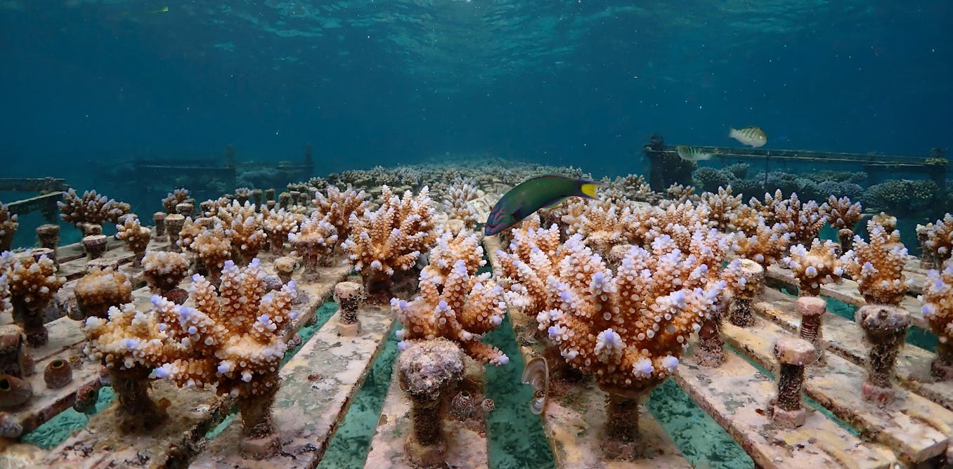 How accelerating evolution could help corals survive future heatwaves – new study