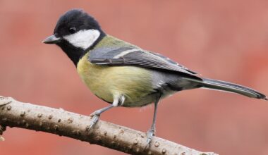 Paris has successfully cut noise pollution, but urban birds still can’t sing at their natural pitch