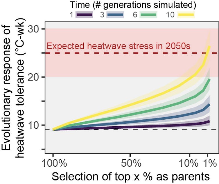 graph showing changes in heatwave tolerance over time for coral, red zone shows heatwave stress