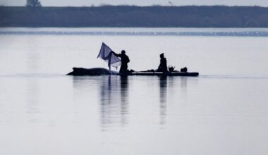 Whale strandings draw emotional responses. But repeated rescues can cause more harm