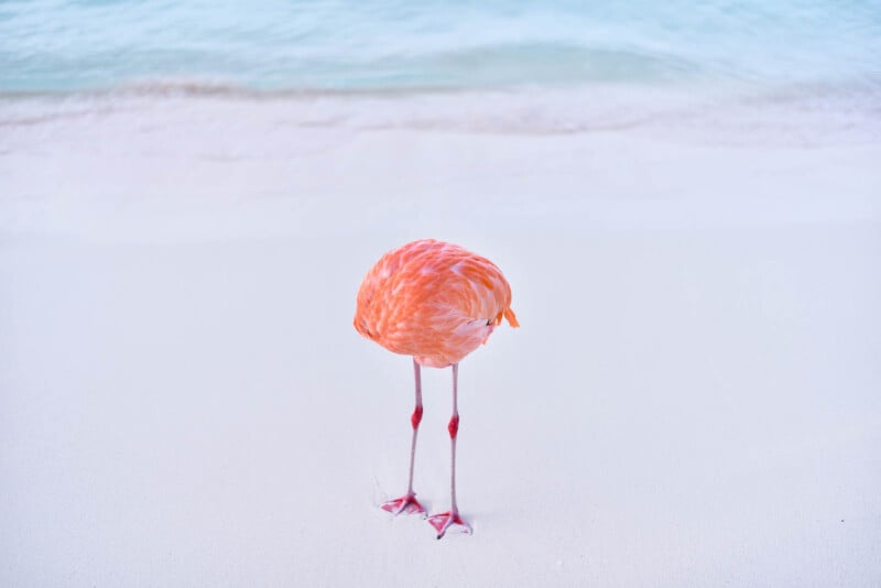 A pink flamingo stands on white sand with its head hidden from view, near the edge of calm, light blue ocean water.